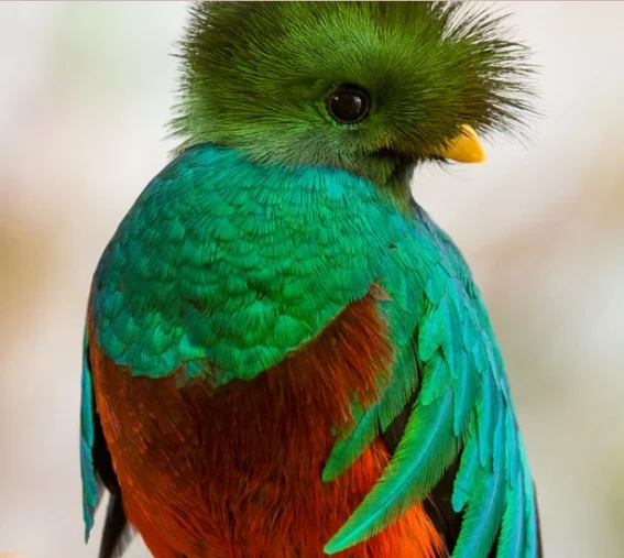El aviario más grande de américa latina está en méxico la revista del sureste mx Aviarios