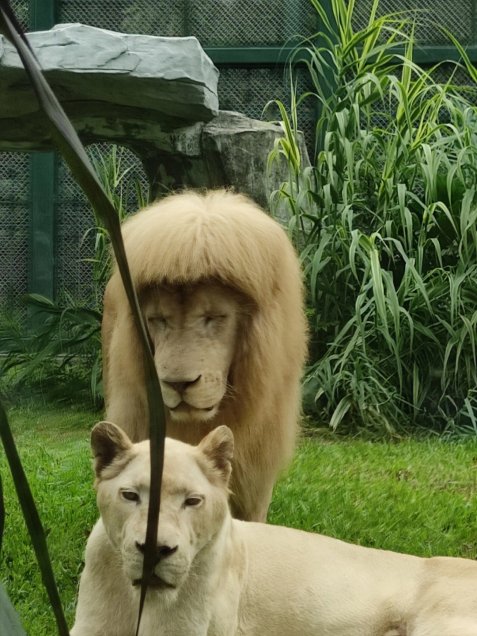 León aparece con corte de pelo ochentero y se vuelve viral en las redes sociales la revista del sureste mx Foto 0000001320220601120910