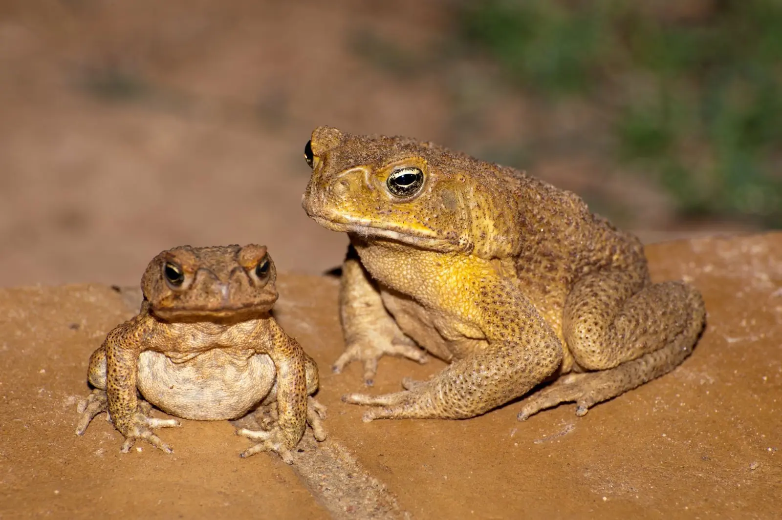 ¿canibalismo entre animales? Conoce las especies que se comen a sí mismos la revista del sureste mx Image