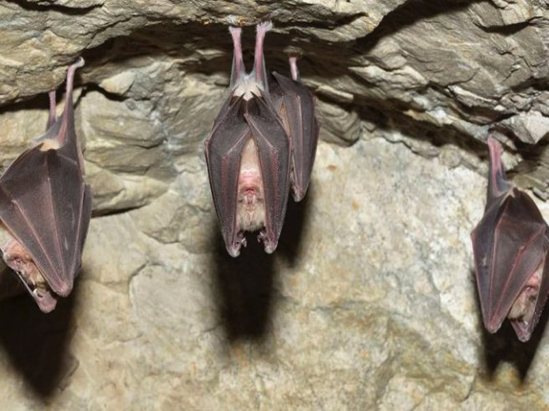 El volcán de los murciélagos, una experiencia única en campeche la revista del sureste mx Pm 28 3Colsbyn Murcielago