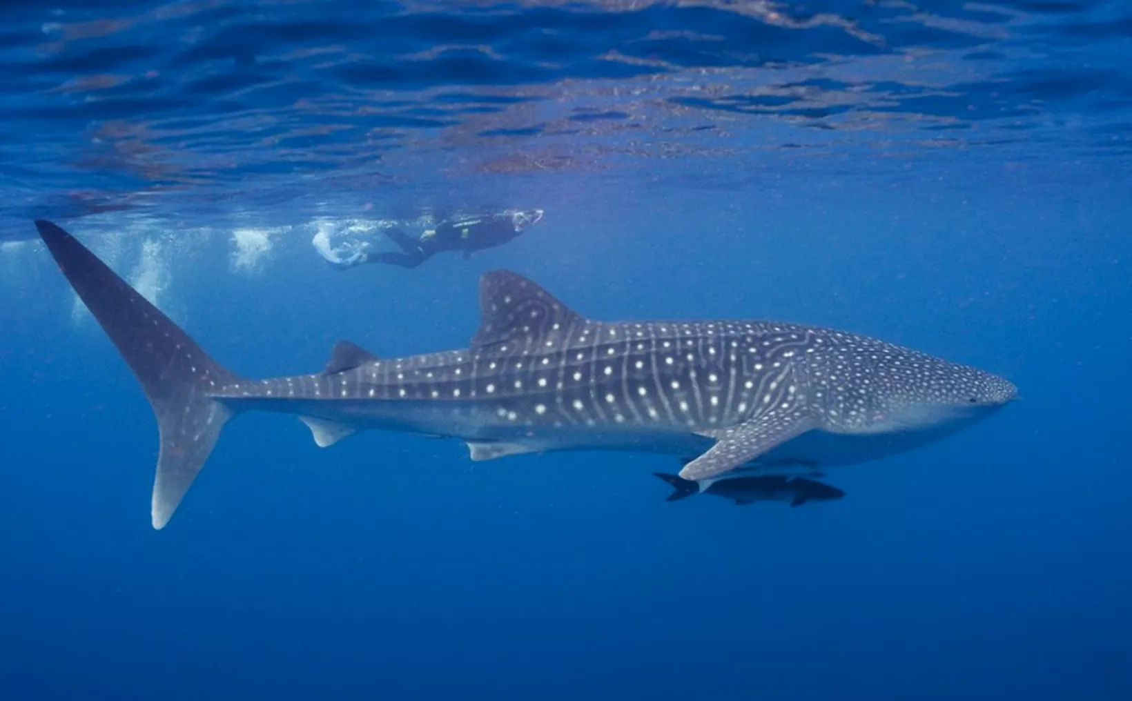 Sia Tiburon Ballena