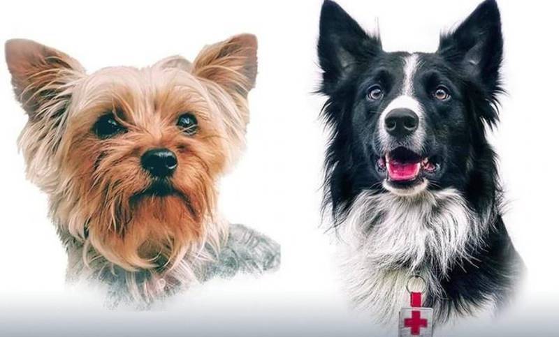 10 años de cárcel para quien causó la muerte de athos y tango en querétaro la revista del sureste mx Tango Athos