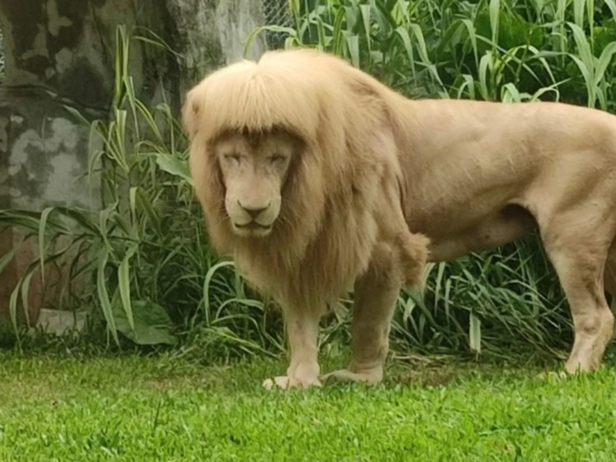 León aparece con corte de pelo ochentero y se vuelve viral en las redes sociales
