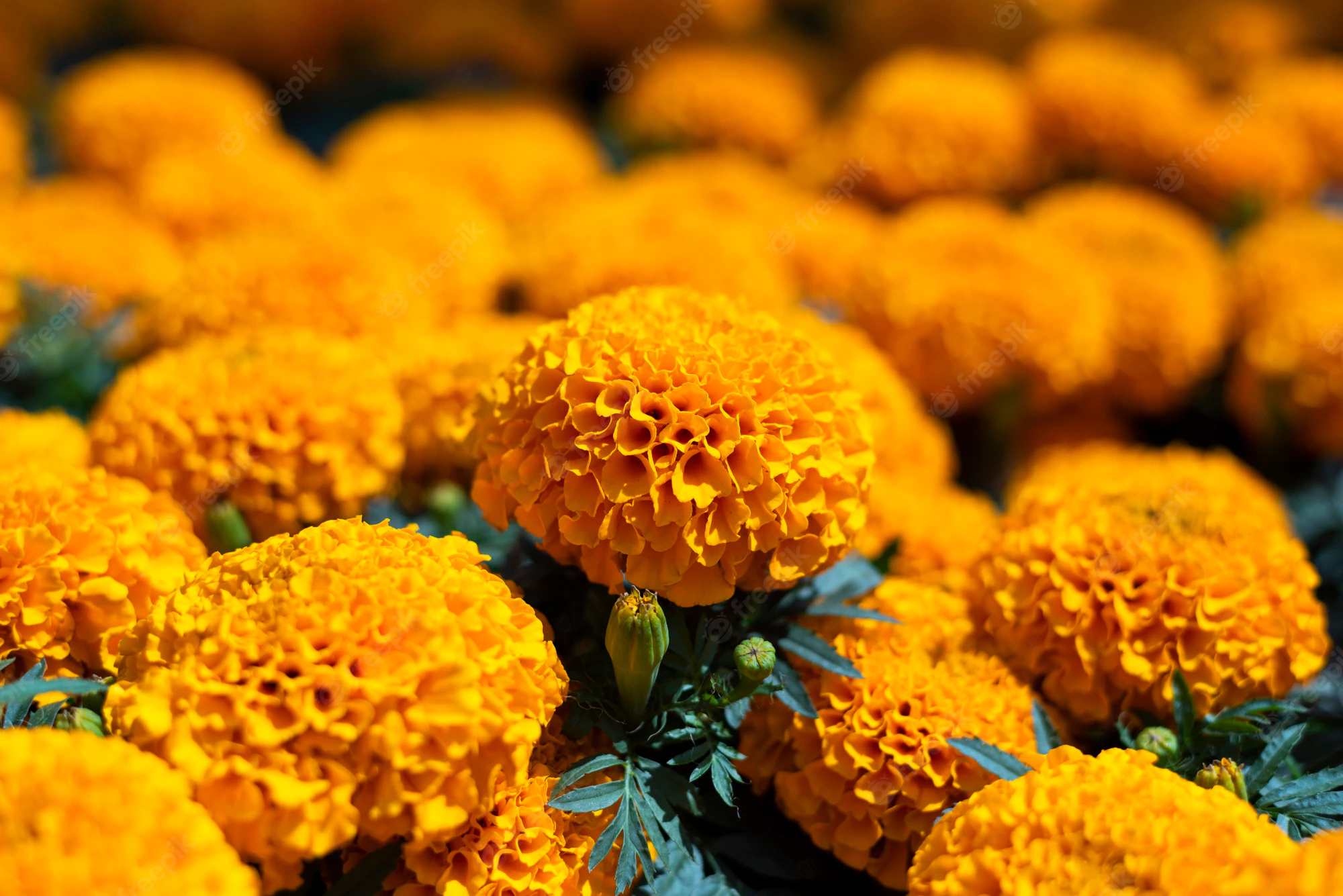 cempasuchil flores calendula amarilla cempazuchitl altares dia muertos mexico 6973 16