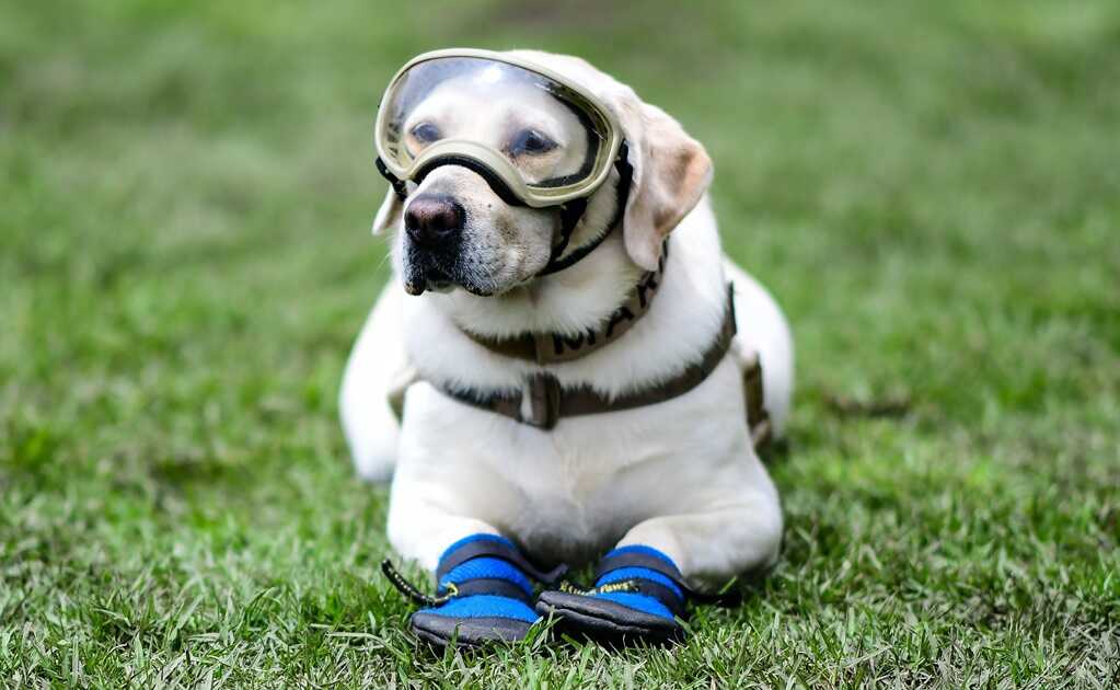 Frida Redis2 Optimized