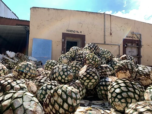 ¿qué tequila elegir para este 15 de septiembre? Los expertos nos explican la revista del sureste mx Pinas De Agave Tequila