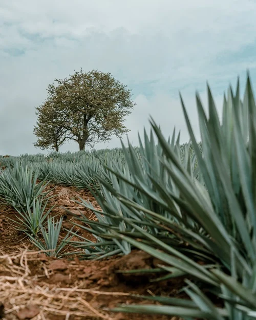 ¿qué tequila elegir para este 15 de septiembre? Los expertos nos explican la revista del sureste mx Tequila Jalisco