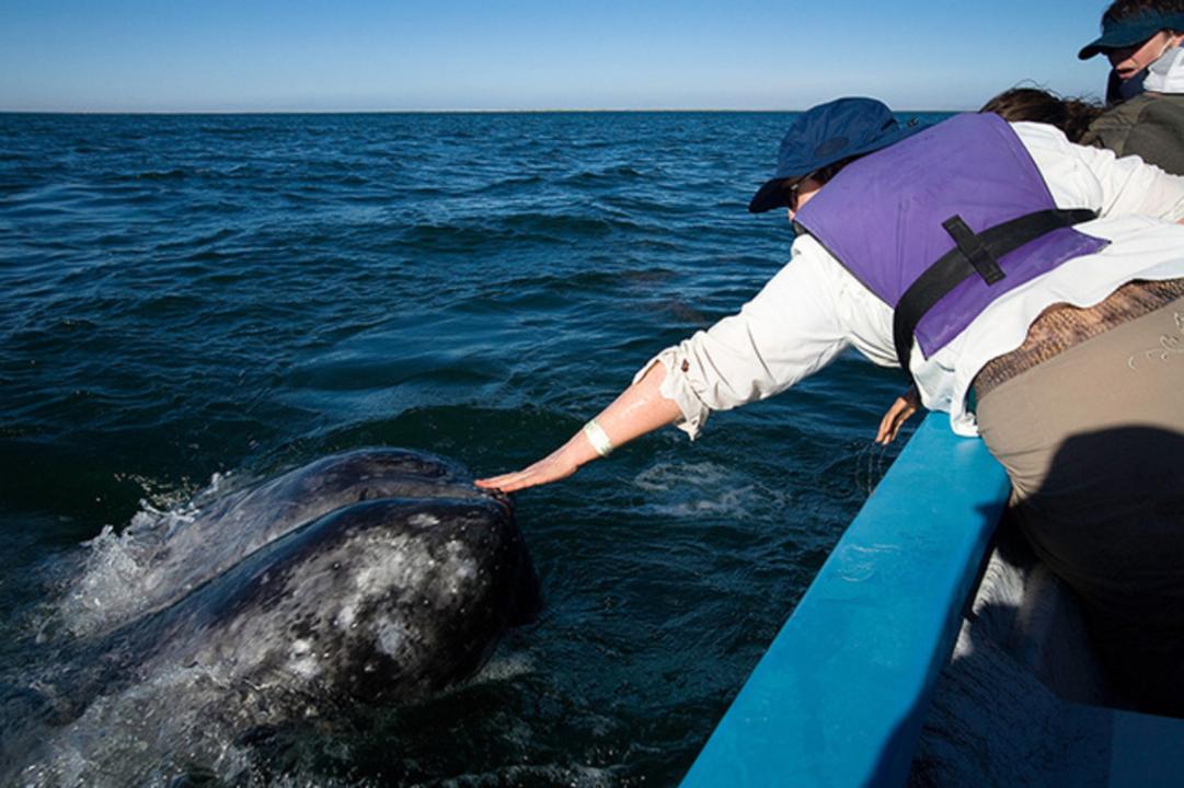 Conoce el santuario de ballenas de 'el vizcaíno': hogar de la ballena gris la revista del sureste mx 18A5A6E9A53F07A4B0Bad9Cf624B1Cb1