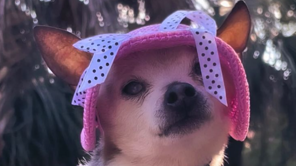 Muere pebbles, la perrita más vieja del mundo, a los 22 años la revista del sureste mx 2022 10 07 2