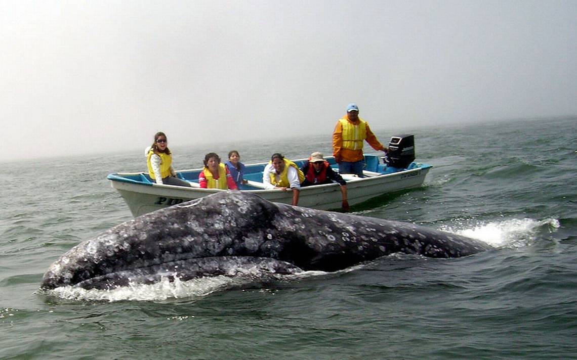 Avistarán Ballenas El Primer Día Del 2022