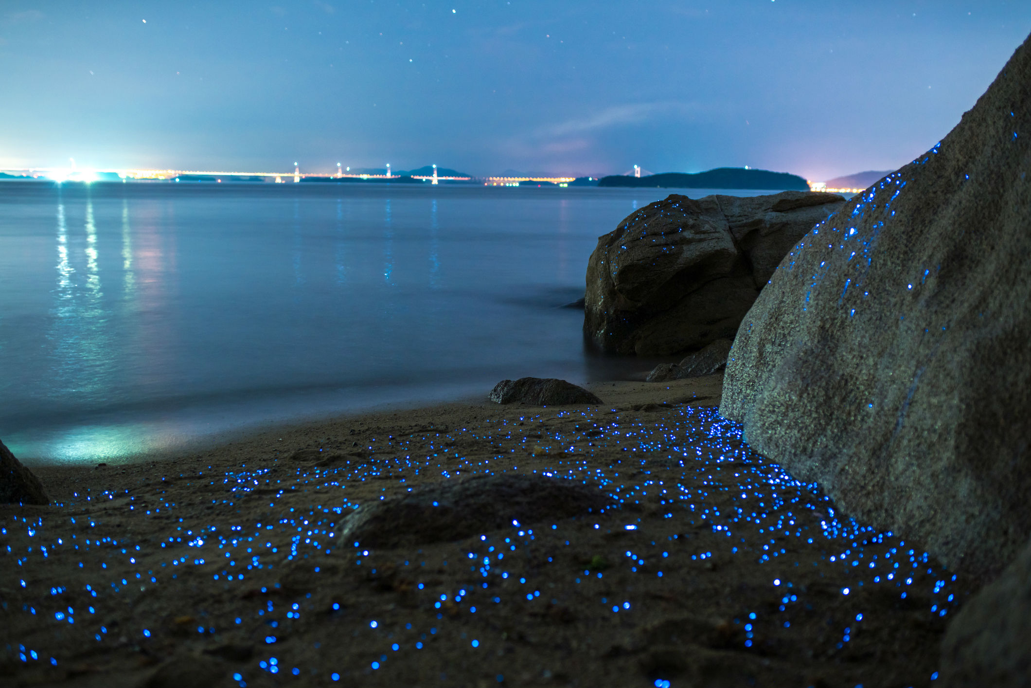 Bioluminiscencia Xpicob 2