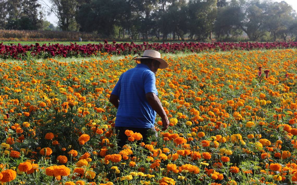 Cultivo De Flores Para Día De Muertos
