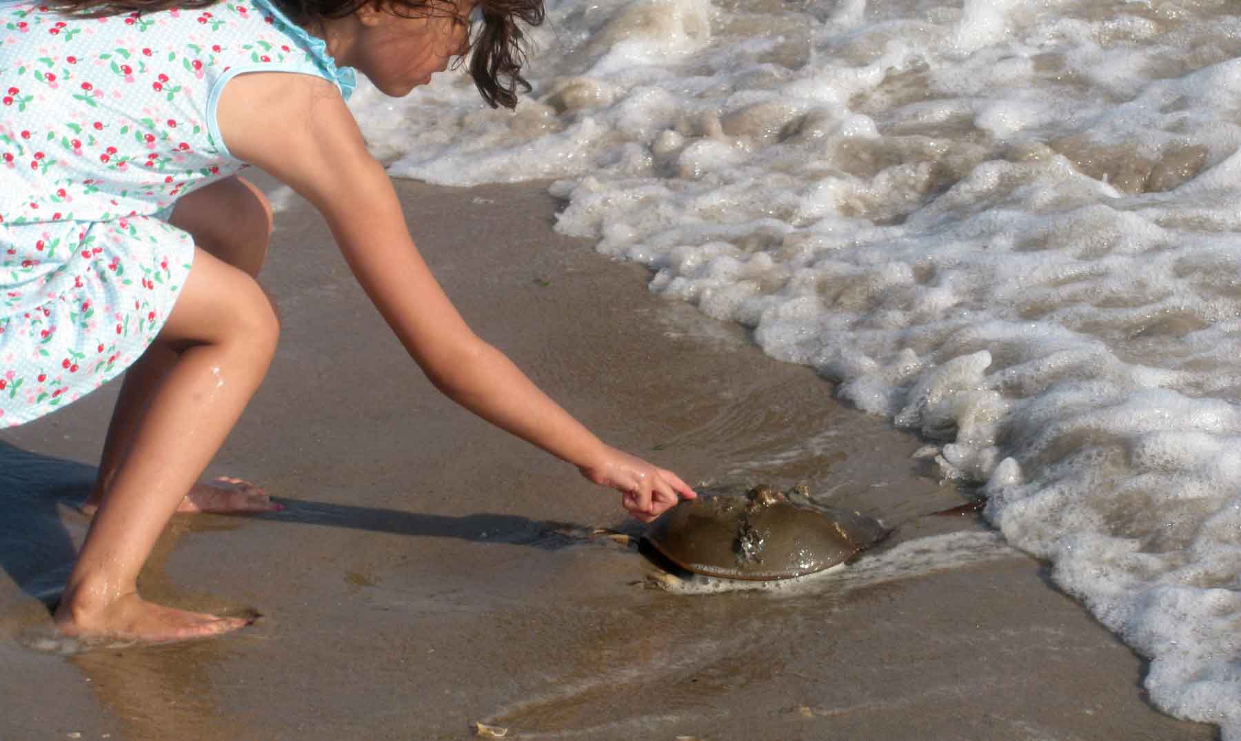 Cacerolita de mar, el fósil viviente que habita la península de yucatán la revista del sureste mx Cangrejo Herradura 4
