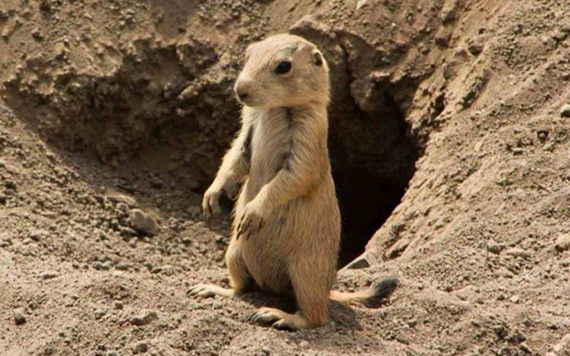 Conejitos De La Pradera