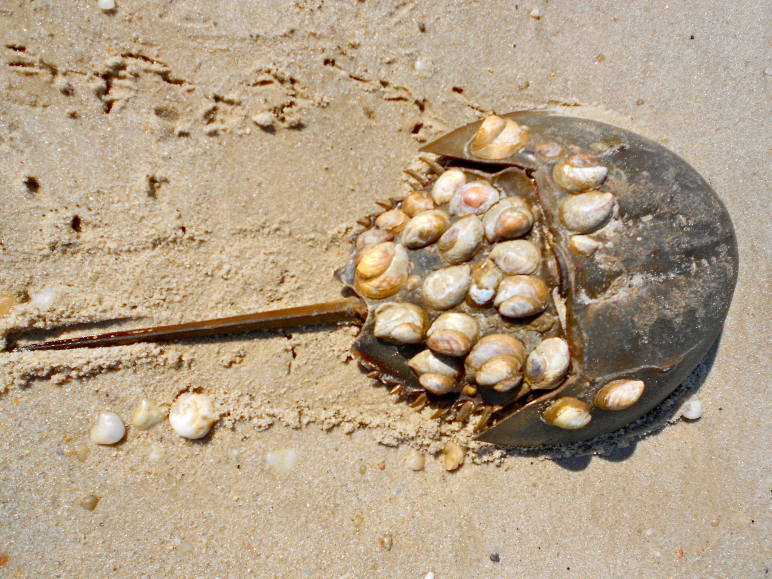 Cacerolita de mar, el fósil viviente que habita la península de yucatán la revista del sureste mx Horseshoe Crab With Shells Scaled