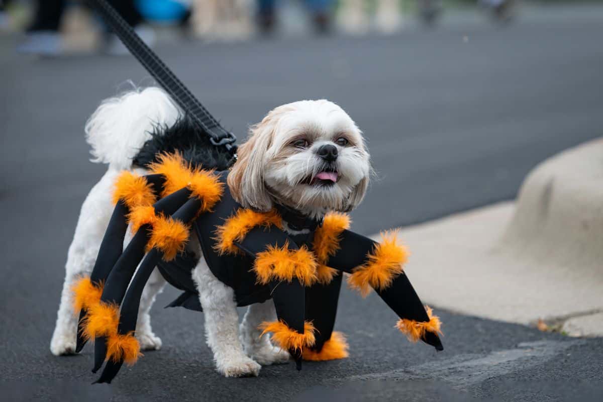 ¡Disfraza a tu lomito! Asiste a la marcha zombie para perritos