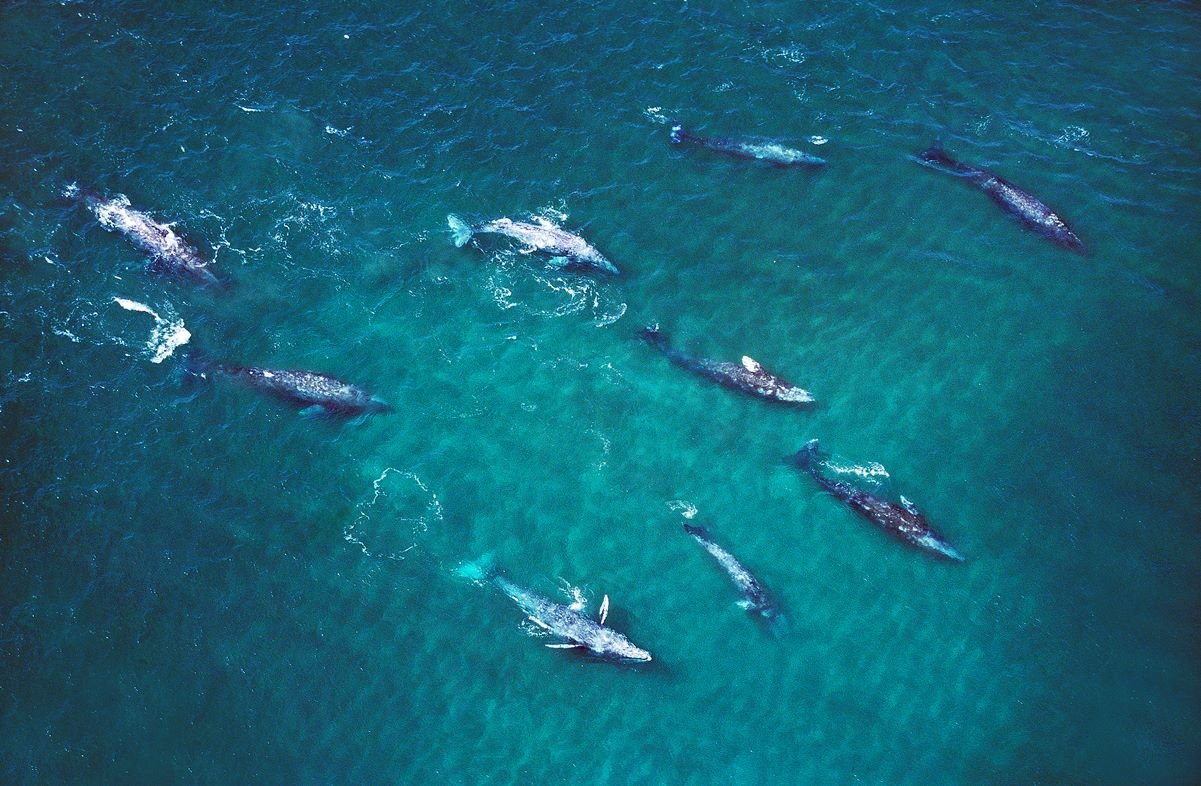 Conoce el santuario de ballenas de 'el vizcaíno': hogar de la ballena gris la revista del sureste mx Avistamiento Ballenas