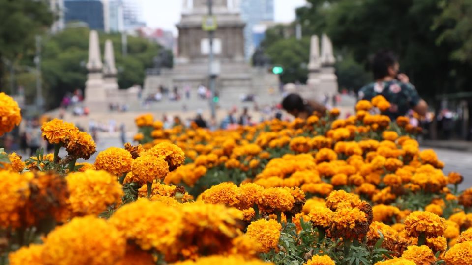 CDMX se inunda de cempasúchil: ¿en qué vialidades puedes disfrutar de esta flor?