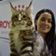 expo show internacional de gatos cdmx 1