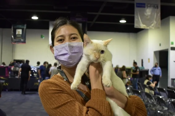 ¿eres michi lover? Lánzate a la expo show internacional de gatos la revista del sureste mx Expo Show Internacional De Gatos Cdmx 7