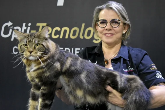 ¿eres michi lover? Lánzate a la expo show internacional de gatos la revista del sureste mx Expo Show Internacional De Gatos Cdmx 8