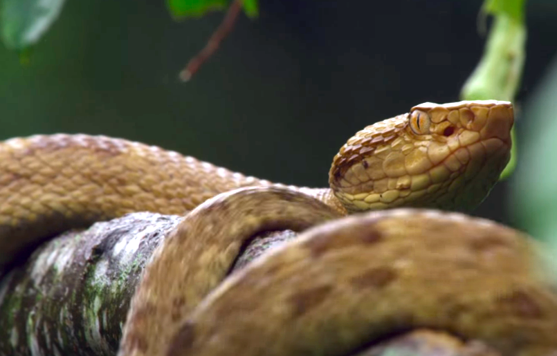 La Isla De Las Cobras