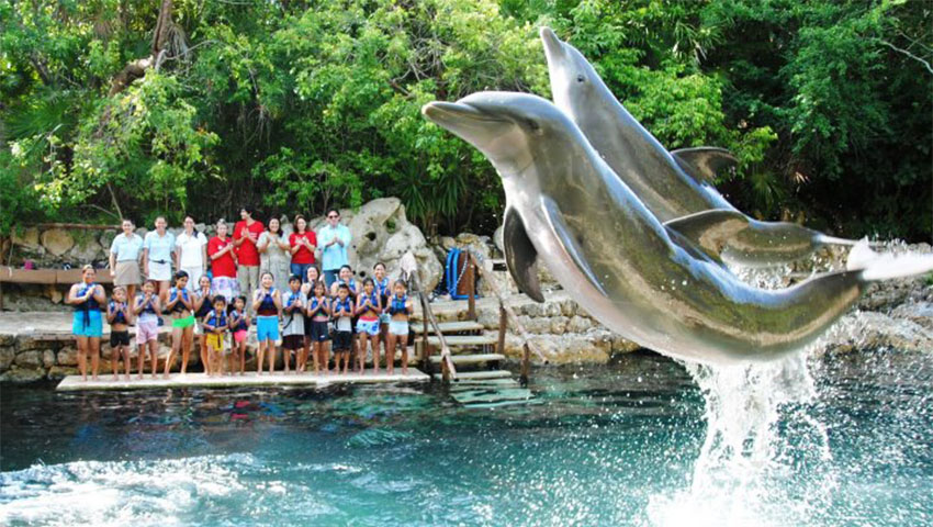 Piden al Senado desechar iniciativa contra reproducción de mamíferos marinos