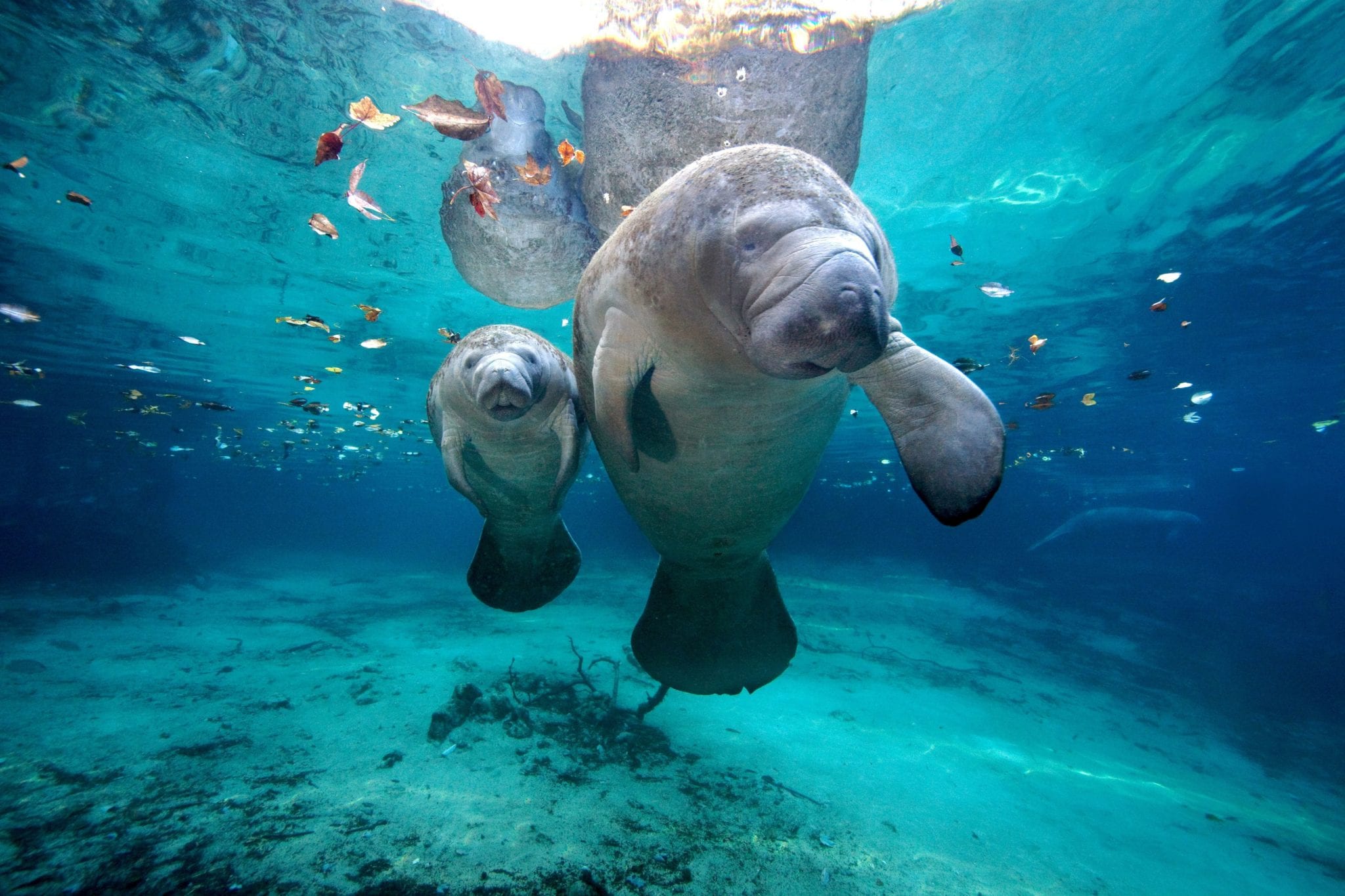 Las 10 mejores cosas que hacer en belice la revista del sureste mx Manatee