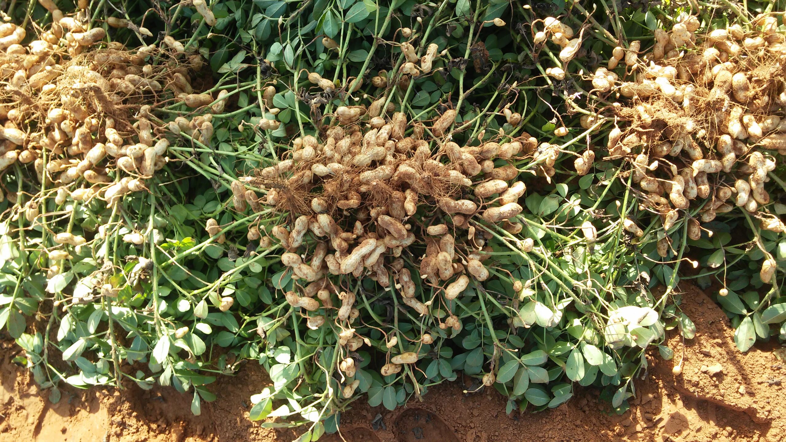 Newsletter 57 2 Scaled