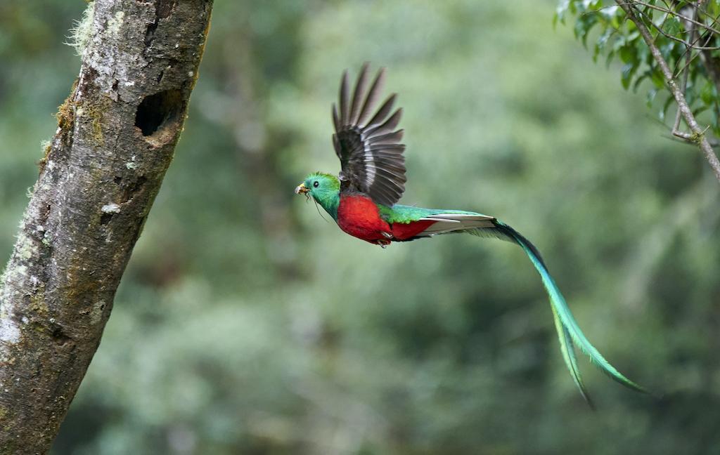 Quetzal Ave Preciosa1