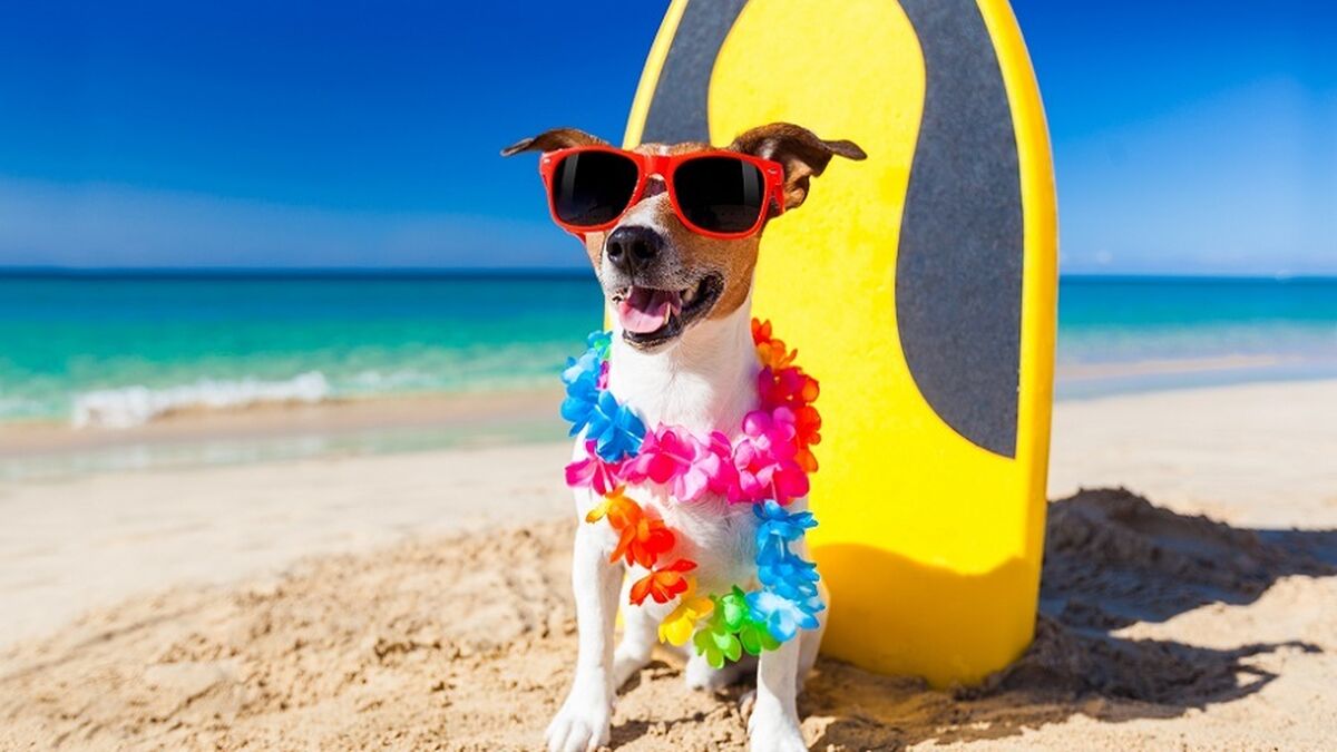 Lista Consejos Perro Playa