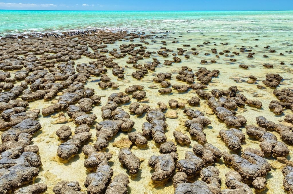 Estromatolitos En La Piscina De Hamelin Australia Min 1024X680 1