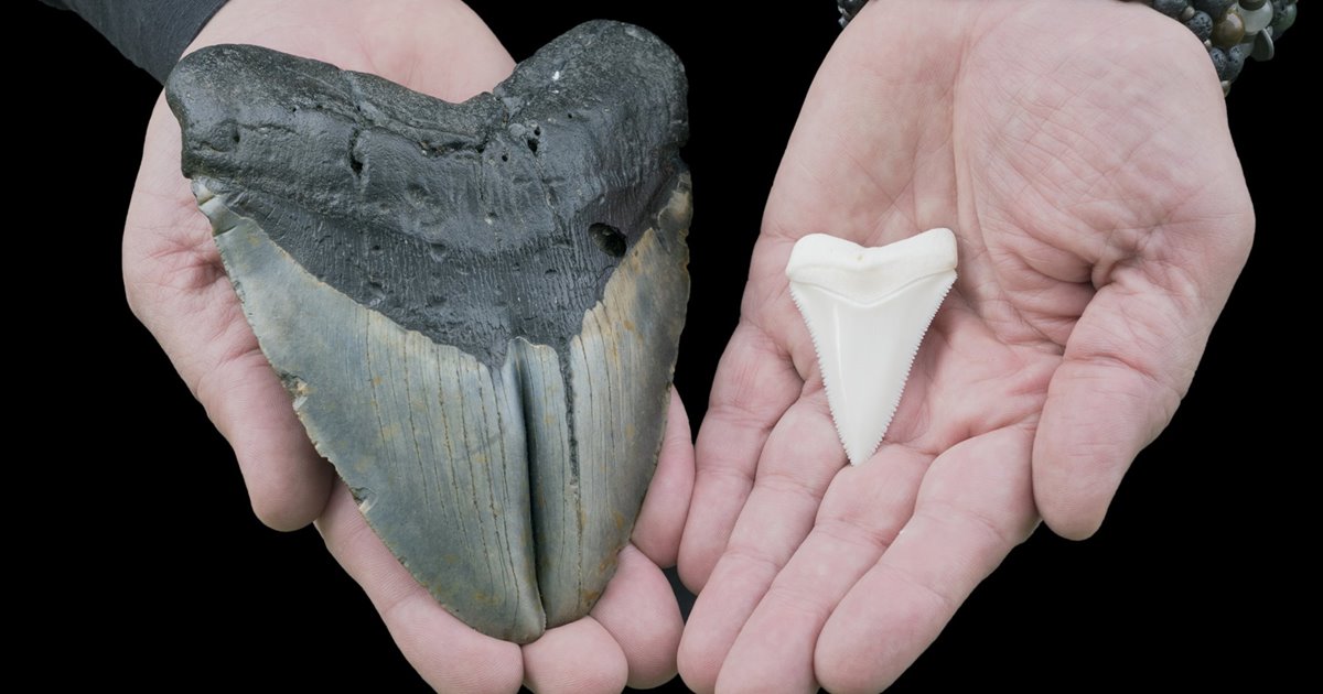 comparativa de los dientes de un megalodon y un tiburon