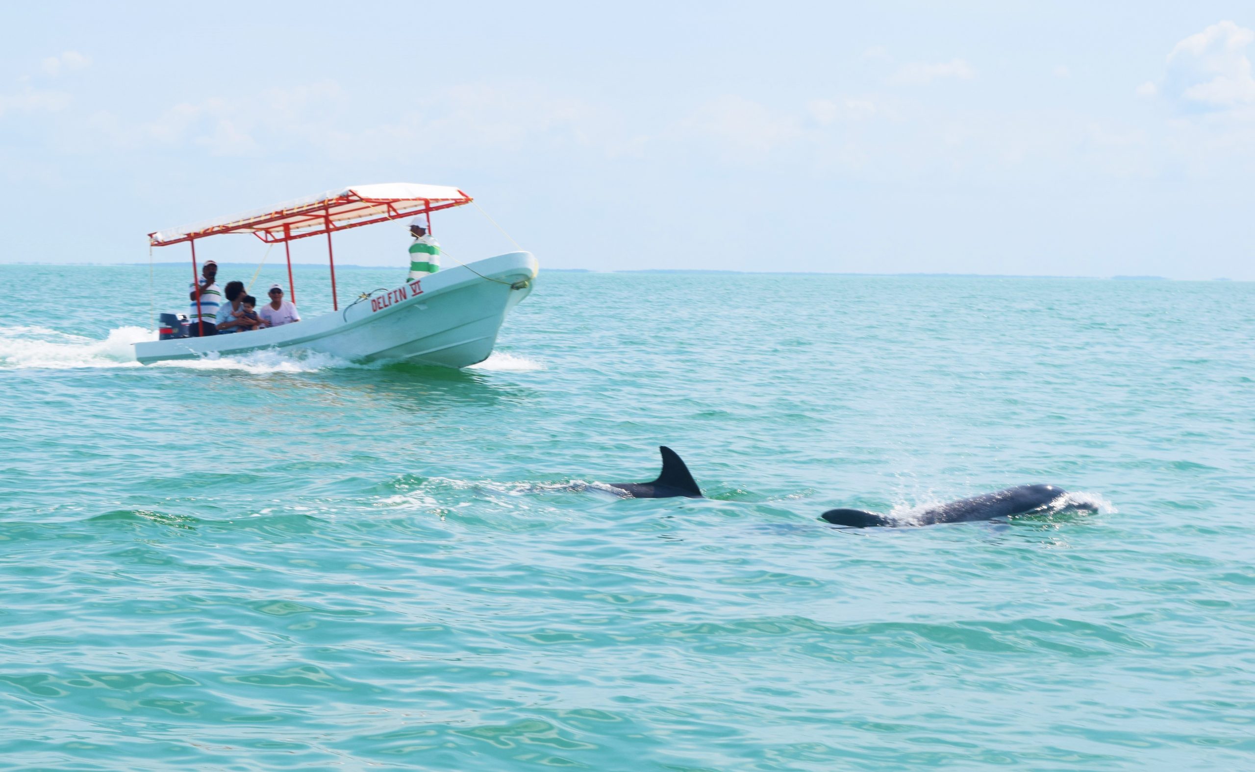 Isla aguada, el pueblo mágico de los delfines en campeche la revista del sureste mx Isla Aguada Delfin Scaled 1