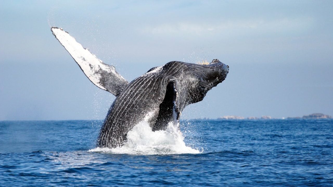 Pueblos mágicos donde puedes presenciar los mejores espectáculos naturales la revista del sureste mx Riviera Nayarit Avistamiento De Ballenas E1604443419736