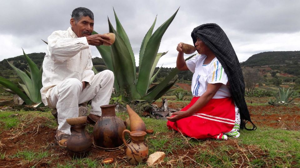 El pulque y el maguey serán declarados patrimonio biocultural de la CDMX