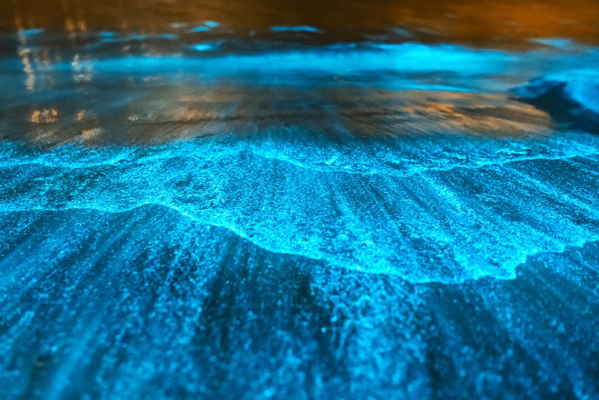 Pueblos mágicos donde puedes presenciar los mejores espectáculos naturales la revista del sureste mx Holbox Bioluminescence Beach