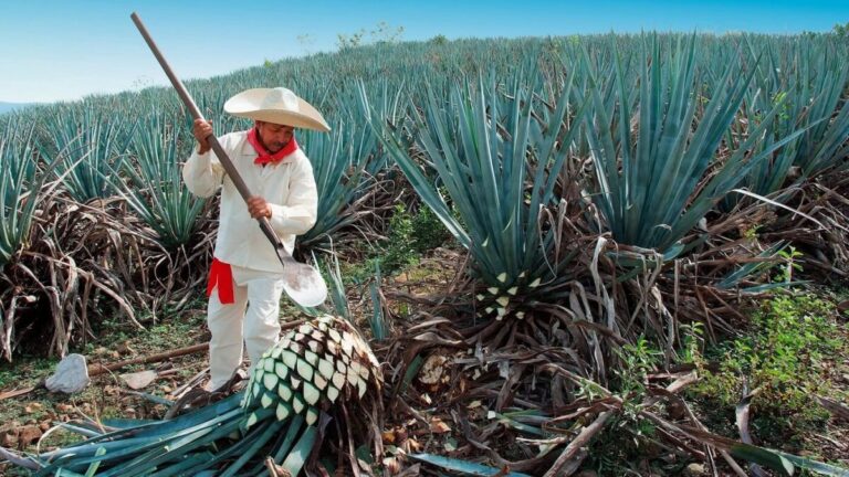 Tequila8 768X432 1