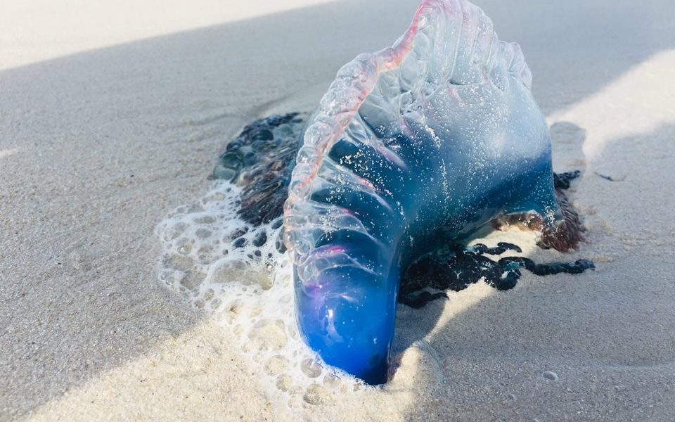 49496976 357740245010742 843261122843770880 N 960X600 1