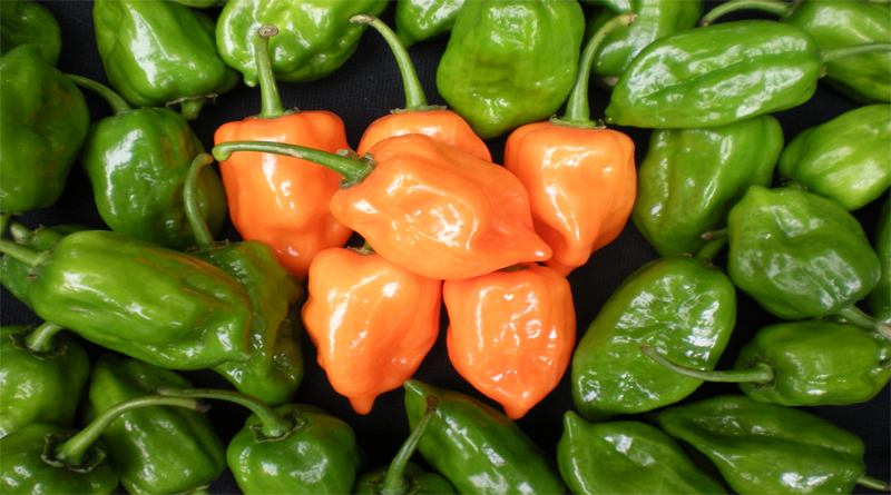 Noticia 1 Certificacion De Origen