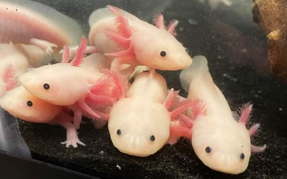 Ajolotes 1