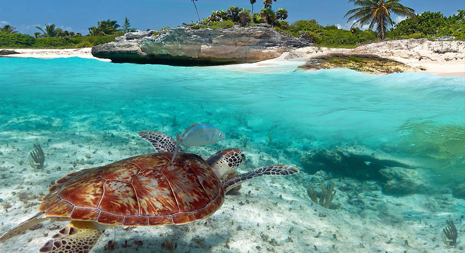 Akumal Turtles