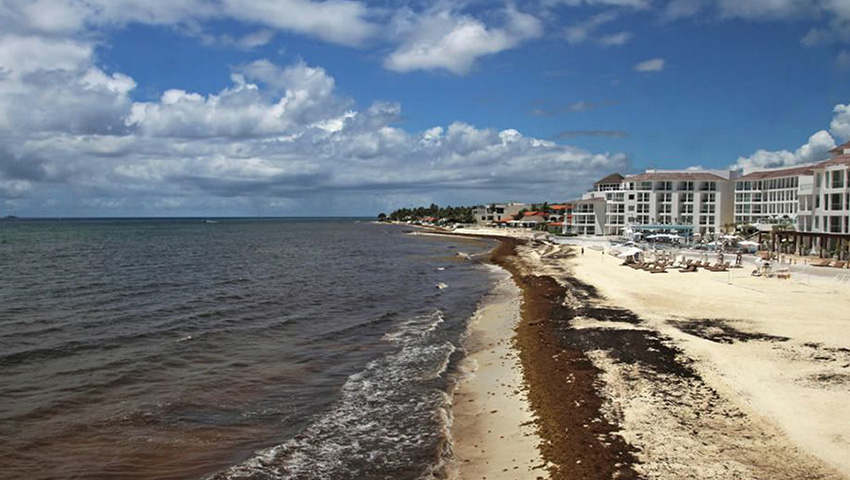 Llegada De Sargazo A Cancún
