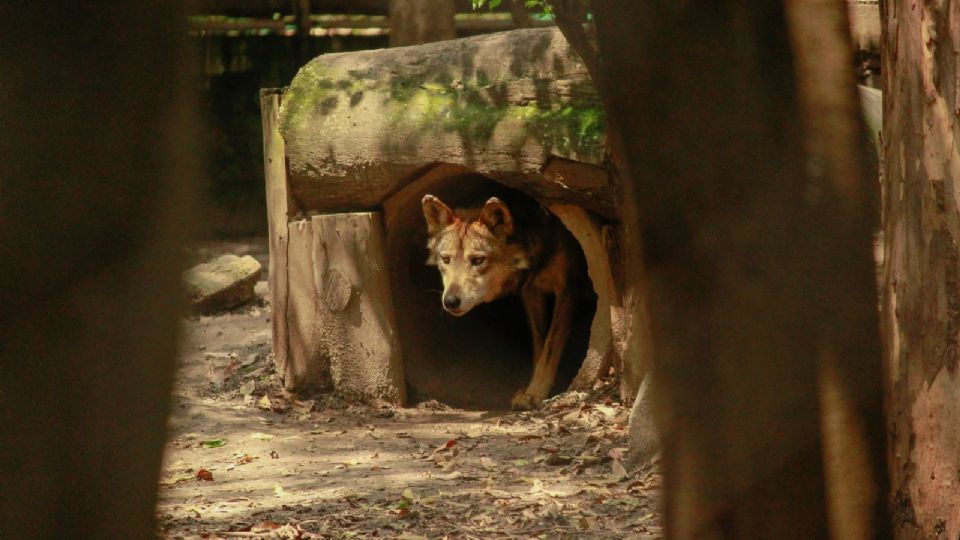 Zoológico de los Coyotes, el atractivo casi desconocido al sur de la CDMX