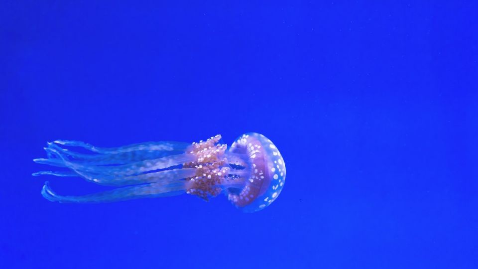 F960X540 15573 89648 15