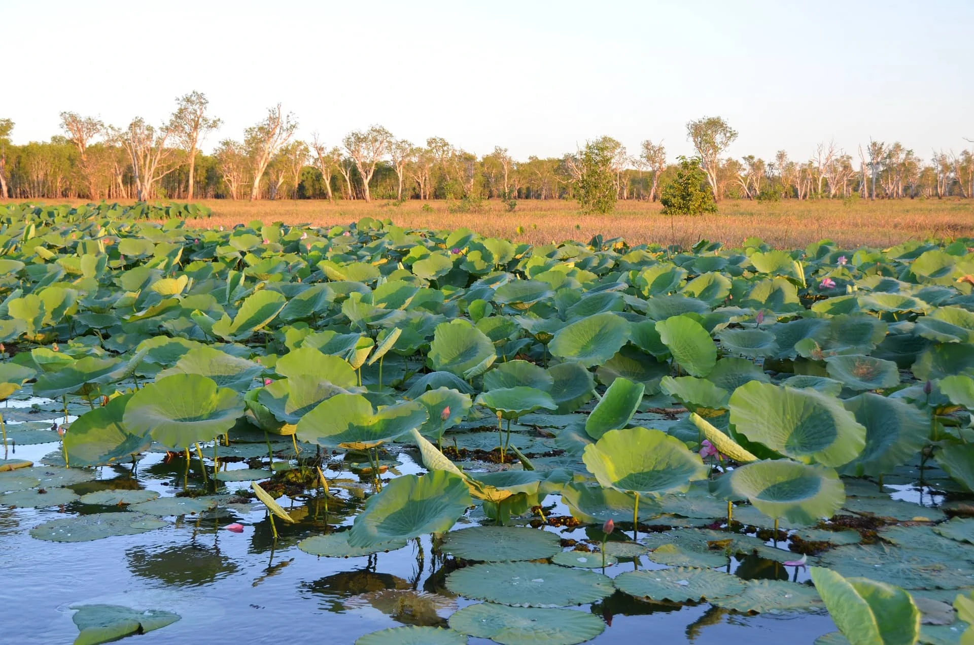Lotus Water Lilies 2417867 1920