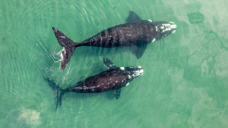 Ballenas Grises
