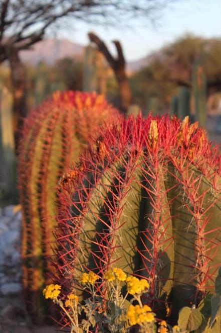 Cabuche, la flor del desierto potosino que es un manjar en la cuaresma la revista del sureste mx Cabuche Flor