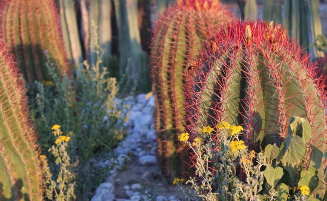 Cabuche Fruta Del Desierto