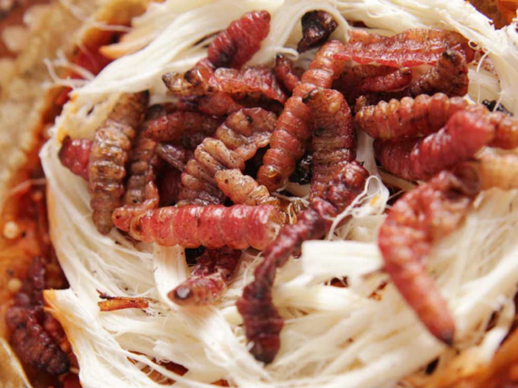 Festival De Insectos Comestibles Quesadillas